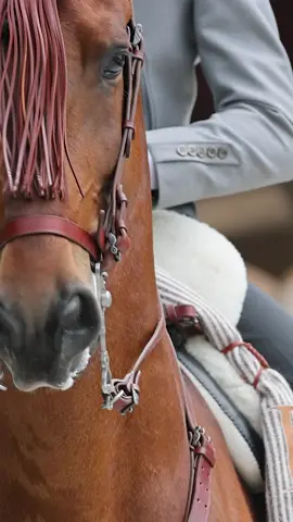 Elegante, su nombre lo dice todo#rancho5estrellas✨️✨️✨️✨️ #Wilander#caballosmodelos #carolinadelnorte🇺🇲 @Brayan chamorro 