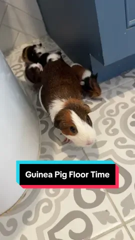 Mama Plum and her babies enjoying floor time in my bathroom. The babies are one week old today and will be ready for adoption in two weeks once they are weaned. #babyguineapig #guineapig #shelterpetsoftiktok #guineapigs #fosterpets 