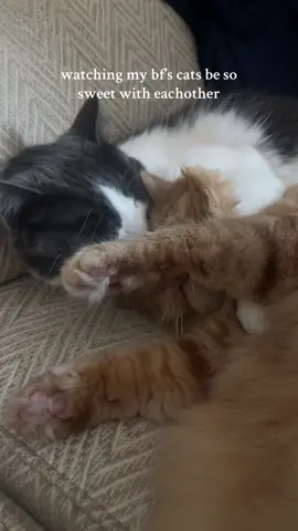 they’re kinda really cute #cattok 