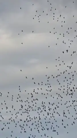 #زواجل_الموصل✌ #زاجل_سباق #سباقات_زواجل #الزاجل_عشق_لاينتهي❤️🕊️؛ #زاجل_مسافات_طويلة #زبيريات_الموصل #زواجل_العراق 