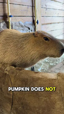 In this extreme heat wave, let’s reminisce back to cool enough weather that Pumpkin could use hot water in her tub 😭 Can Fall just get here already? Please? 🍁  #capybara #capybaras #capybarasofinstagram #hottub #spa #cuteanimals #cute #animals #animal #capybaralove #capybaramemes #capybaras_for_life #capybarawatch 