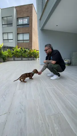 ✨ ¿Y si el problema no es de conducta, sino de necesidad? 🐾 En este entrenamiento con un cachorro Teckel, observamos una conducta muy común: el perro no quería acostarse. En lugar de forzarlo, hicimos algo simple: le ofrecimos una superficie cálida. Bastó con colocar el abrigo de su tutor en el suelo para que, de inmediato, el cachorro se sintiera cómodo y se recostara. 🔎 Este pequeño gesto nos recuerda algo importante: muchas veces buscamos corregir o imponer comportamientos sin detenernos a entender el origen real de la conducta. 🚫 Rascar paredes, morder muebles, negarse a realizar ciertas acciones… pueden parecer problemas de obediencia, pero a menudo responden a necesidades no cubiertas: • Falta de confort o temperatura adecuada 🌡️ • Déficit de calcio o desequilibrios nutricionales 🦴 • Necesidad de mayor actividad física y estimulación 🏃‍♂️🐕 • Incluso condiciones clínicas como otitis, displasia o problemas de absorción digestiva 🩺 🔄 El enfoque no debe ser siempre corregir, sino comprender y atender al perro como un ser integral, con emociones, necesidades fisiológicas y vínculos por construir. 🎥 Este video es una invitación a observar más allá del “mal comportamiento” y empezar a ver al perro desde la empatía y el conocimiento. #entrecaninos #adiestramientocanino #etologo #perros #entrenadordeperros #adiestramientoenpositivo 