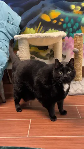 Meet Batman 🖤🐾 Our 21 pound lovebug is 10 years old and craves affection. 🥰 He’s the ultimate lap cat who loves chin rubs, belly rubs, and butt scritches! Batman was adopted from our shelter as a kitten and lived his whole life with a family who loved him. ❤️‍🩹 Sadly, due to a move and allergies, he’s back with us and hoping to find his next forever home to spend his golden years. 😞  This gentle giant is incredibly social and great with dogs, other cats, and even babies. He’ll greet you at the door, nap by your side, and keep you company while you watch TV. He’s not big on being picked up, but he’ll happily snuggle up beside you and soak in your love. ❤️  Batman is looking for a quiet, cozy home where he can start a gentle weight loss journey and continue being the affectionate, low maintenance cuddle buddy of your dreams. 🙏  If you’re looking for a loving companion with a BIG heart, come meet Batman. Please consider giving this gentleman the safe, loving forever home he deserves. 🐈‍⬛    To meet Batman or any other pet visit www.humanebroward.com and complete the pre-adoption application. The Humane Society of Broward County is located at 2070 Griffin Road, Fort Lauderdale, Fl 33312 and the adoption kennels open daily at 11 a.m. If you have any questions call 954-989-3977.   If you are unable to adopt, please share his post. Batman’s forever family is out there somewhere ❤️   #cat #catrescue #adoptme #catsofinstagram #catstagram #adoptacat #animalshelter #animalrescue #dogshelter #fortlauderdale #florida #catadoption #adoptasheltercat #catoftheday #cats #kitten #catlover #catlife #meow #purrfect #Love #cute #HSBC #AdoptDontShop #RescueCats #LapCatLove #AdoptBatman #SeniorCatLove #ChonkyCat #CuddleCompanion #ShelterCat #AdoptDontShop #CatsofInstagram #GoldenYearsCat