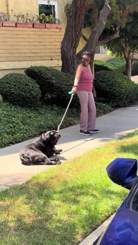 Doggie thangs #trend #jet2holiday #dog #dogsofttiktok #funny 