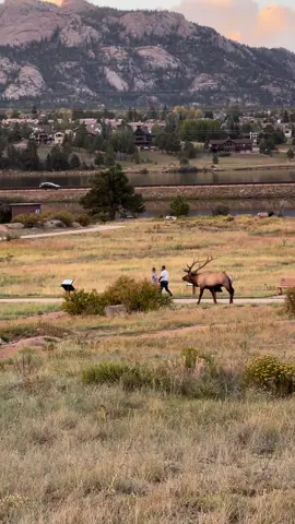 Someone was trying to be cool but the Elk didn’t like it  🦌🏔️ #wildlife #tourist #paratiiiiiiiiiiiiiiiiiiiiiiiiiiiiiii #fypシ #fyp #colorado 