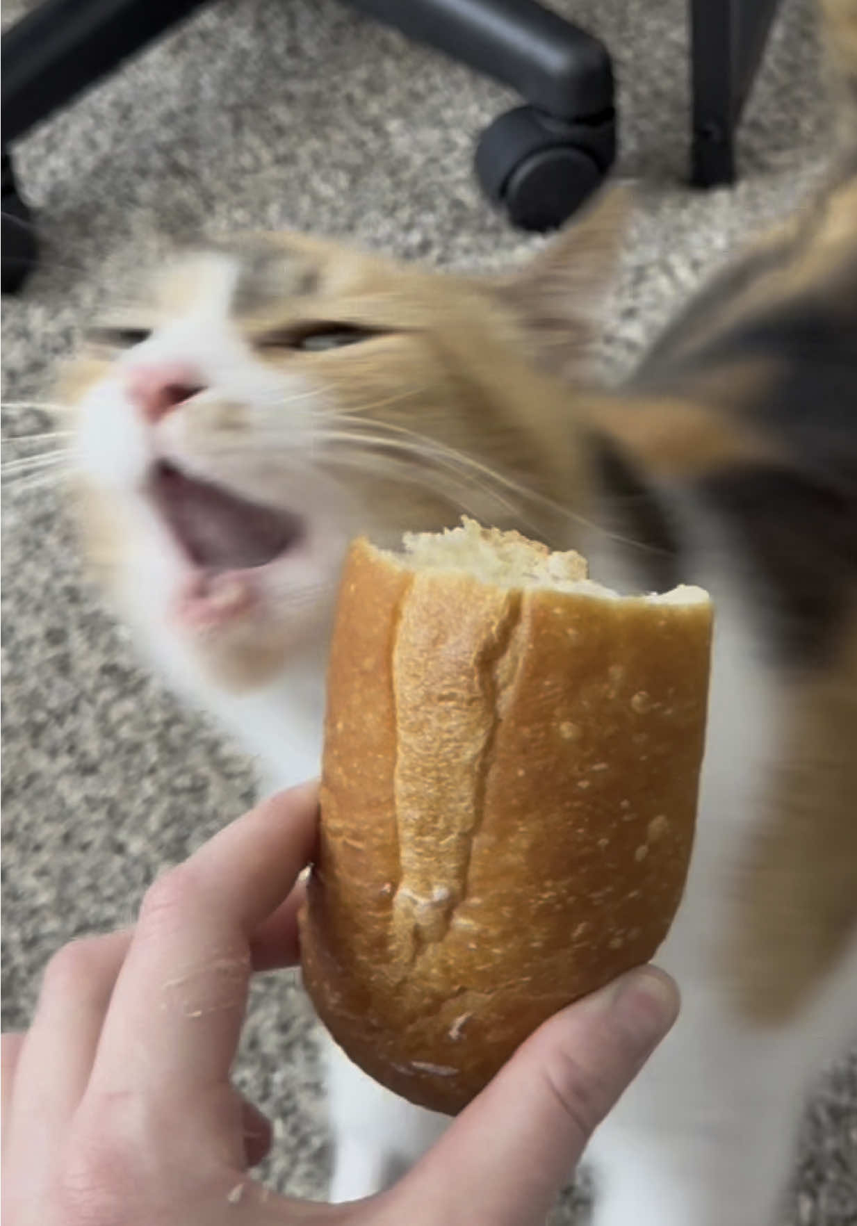 Comfort carbs 🥖  #wobblycat #cerebellarhypoplasia #chcat #calicocat #cutecatsoftiktok #breadtok #cattok #comfortfood #foryoupage #fyp 
