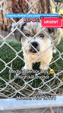 Homer is URGENT at a high-kill shelter. A5716114 Please #repost , pledge, foster, or #adopt to save his life. #fyp #trending #parati 