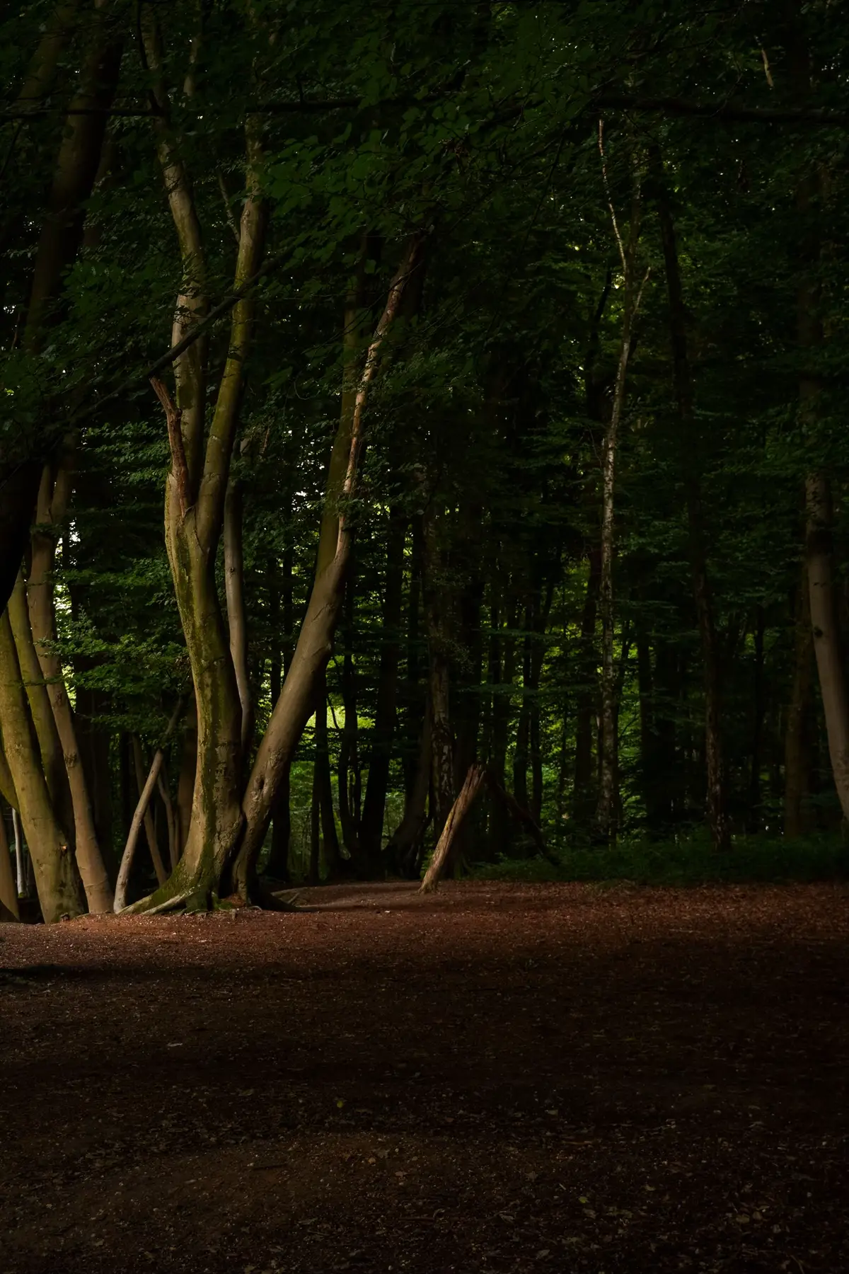.  #naturephotography #cinematicview #forestvibes #sunsetfield #germanynature
