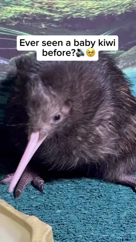 Kiwis are unique, flightless birds native to New Zealand. They have long beaks and round, fuzzy bodies, and they’re mostly nocturnal and very shy. Kiwi moms lay one of the largest eggs in proportion to their body size. After laying the egg, the dad usually takes over and incubates it for around 70 to 80 days. When kiwi chicks hatch, they’re fully feathered and surprisingly independent. They can start exploring on their own not long after hatching. Video credit goes to @sdsafaripark Feel free to explore the gallery of this page, where you can express your support, admiration, and indulge in more amazing wildlife photography. #animals #animallovers #kiwi #kiwibird #babykiwi 