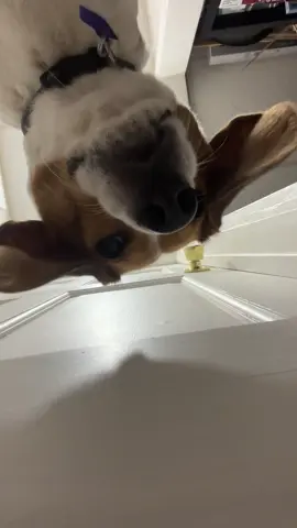 LET ME INNNNNNN  #fentysuperbrandday #dogsoftiktok #dogtrend #beagle #fypシ #foryoupage #beaglesoftiktok #doglove #funny 
