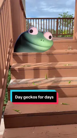 Day geckos for days #gecko #lizard #reptiles #geckosoftiktok #cuteanimals #funnyanimals