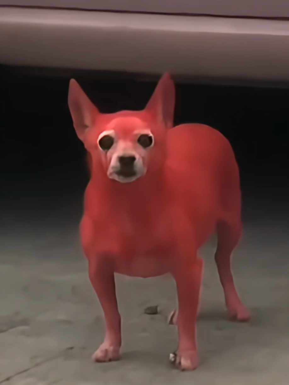 Ay el diablo 😈  . . . . . . . . . . #fypシ゚viral🖤tiktok #fypシ #fypシ゚ #parati #paratii #paratiii #fyp #fypage #fypagee #foryou #soyeldiablo #ayeldiablo #dogsoftiktok #perritos #doggystyles #humor #humortiktok #funny #funnyvideos 