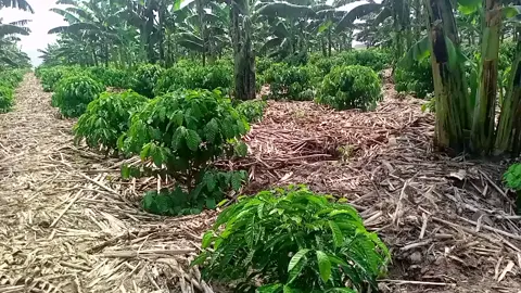 #Coffee farming in Uganda  #For coffee Advice, Research and consultancy. #Lubega magembe Tony +256.