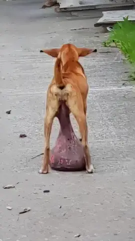 A stray dog with a huge tumor was rescued and given life-saving surgery. Now, she's running and playing in her new home, proving that hope can overcome even the most difficult circumstances — [Full story in cᴑmments]👇😭😭💔💔💔 #RescueStory #DogLoversUSA #AdoptDontShop #RealLifeHeroes #RescueHope #PuppyAngels #AnimalRescueStory #NeverGiveUp #HeartwarmingMoments
