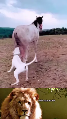 #wild #animals #work #trending #fyp 