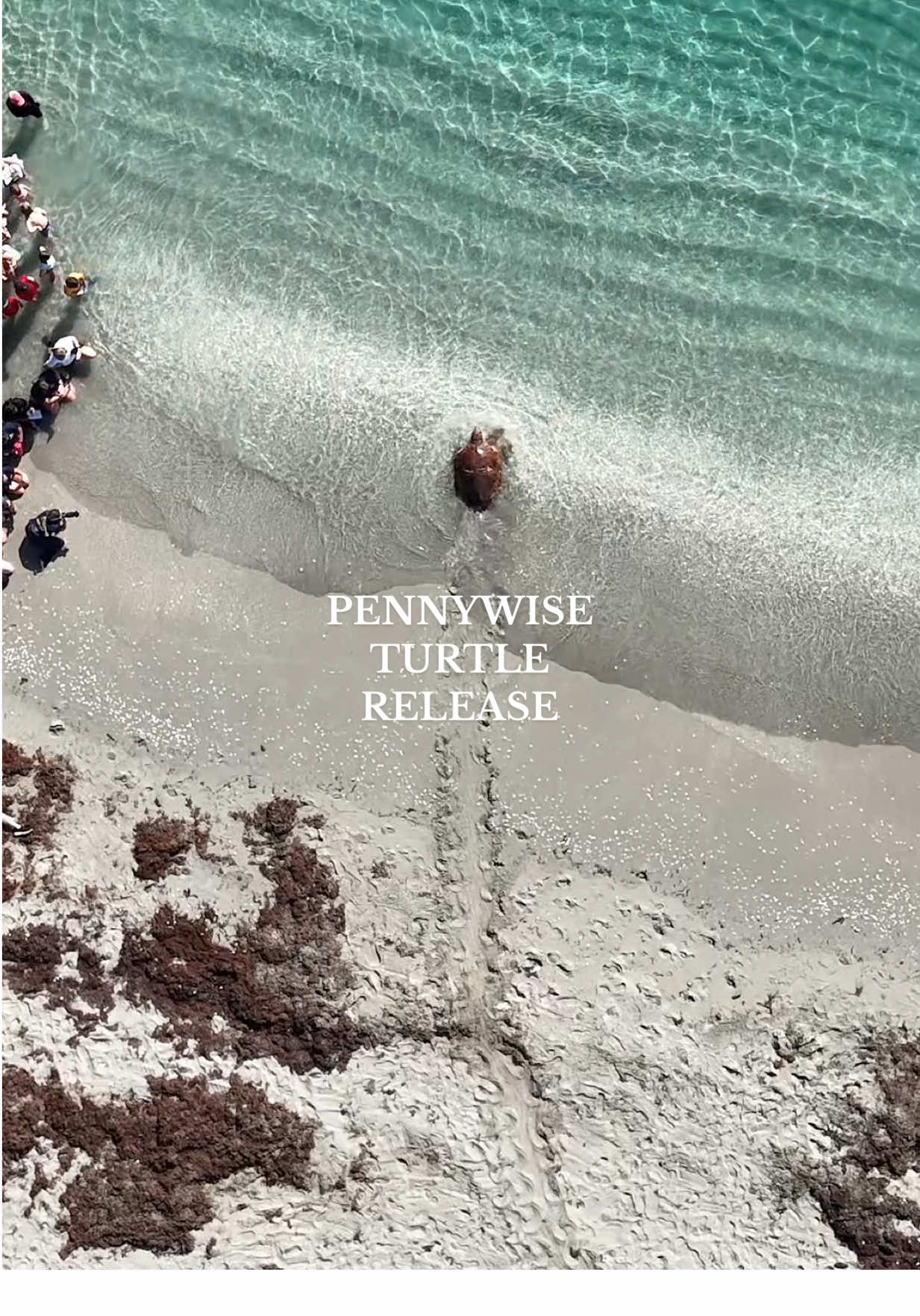 GO PENNY GO!!! 🐢🥹 @Loggerhead Marinelife Center 🩵 #turtlerelease #loggerheadturtle #junobeach  #pennywisetheturtle #loggerhead #marinelife #turtlerehab #animalrehab #beach #dronevideo #fyp #viral #trending 