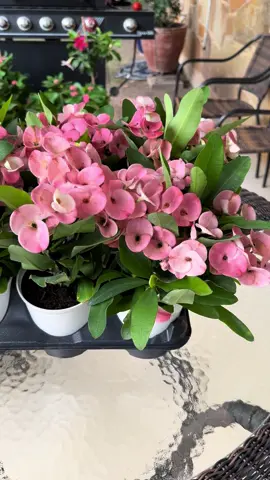 Mis nuevas Coronas de Cristo. #parati #plantas #flores 