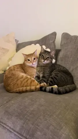 Behind the scenes 😹 #cat #funny #catvideo #foryou #funnycat 