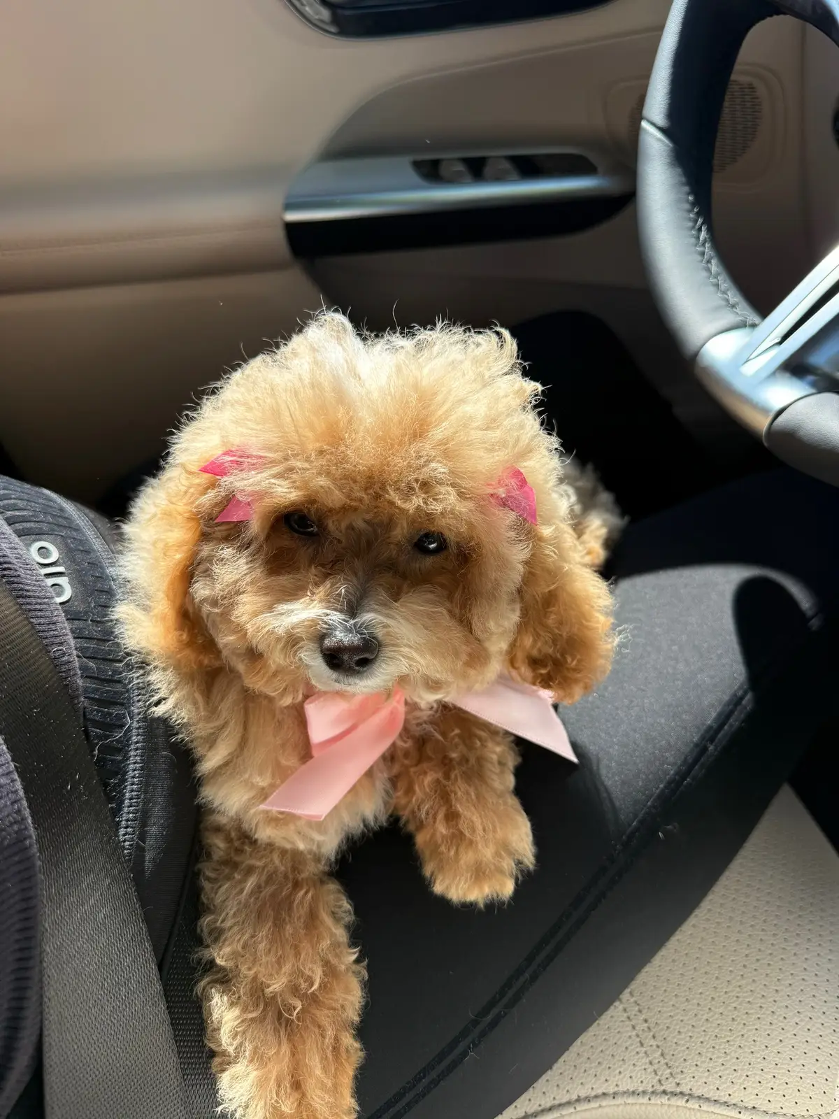 Hoy fue su primer baño y medio corte de pelo 💇‍♀️ 🐶✨🌸🌸🎀 #poodle #hair #hairdog #poodlesoftiktok #primerbaño #peluqueriatime #cuteanimals 