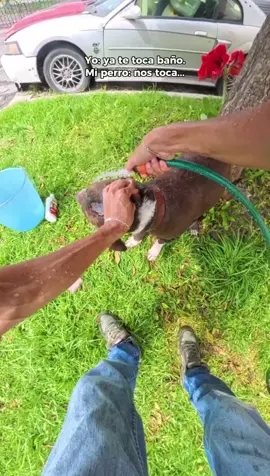 #tierno #chocolate #perro #consentido #pilfrut #insta360 #insta360x4 