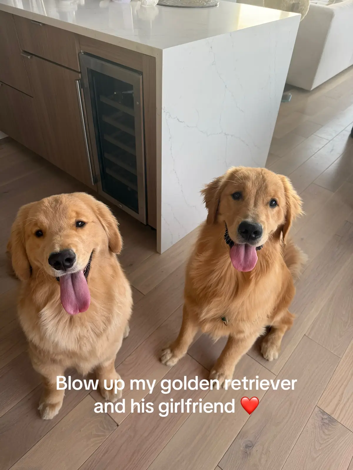 A modern love story. My golden retriever Bruce Wayne and his girlfriend Coco 🐶🐶❤️