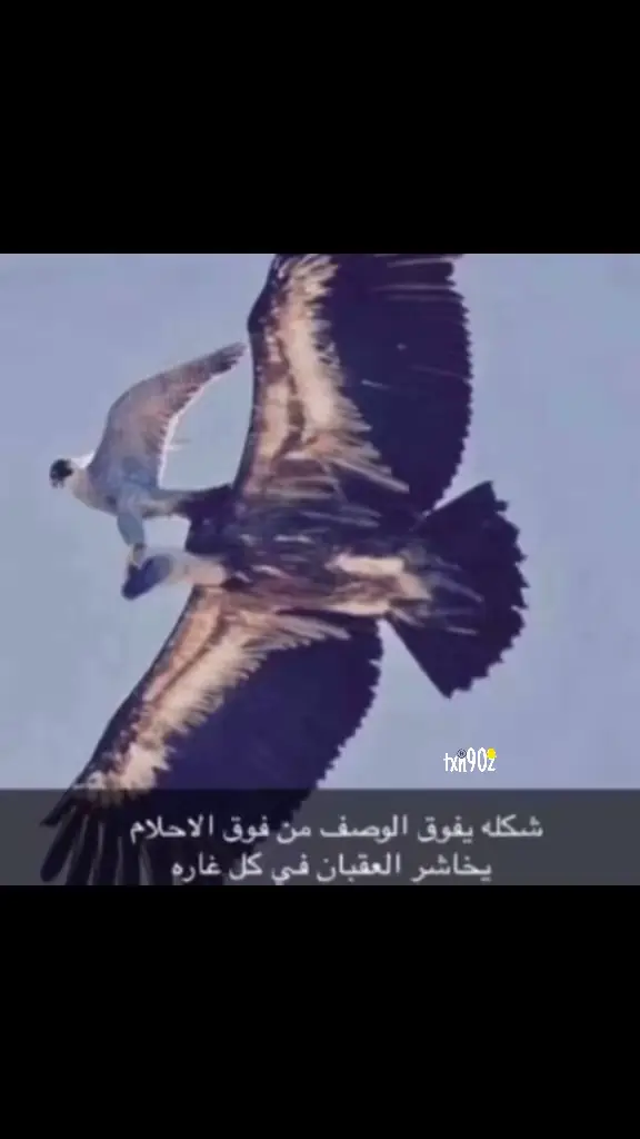 #في هذا اليوم #طير  #قصيد 