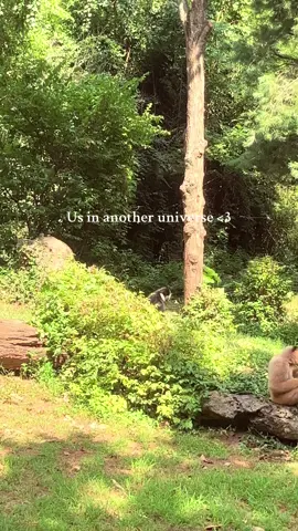 🐒🖤🤍 #fyp #usinanotheruniverse #us #foryoupage #thisisus 