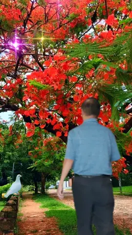 beautiful tree full of beautiful flowers #friends #phoojywg 