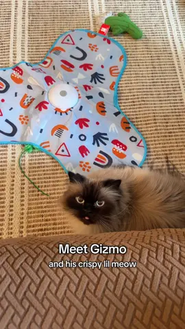 Gizmo has the crispiest little meows on the planet 😻 He’s six years old, still a little weary of people other than his mom and dad, but always ready for some company and fun from me, his catsitter. #cat #catnoises #himalayan #fyp #gorgeouscat  