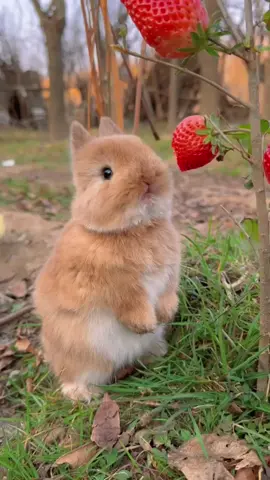 This bunny didn’t choose the snack life, the snack life chose her 😩 #BunnyMukbang #bunnyeatsnonstop #cuteanimals #rabbit #bunny #funnyanimals 