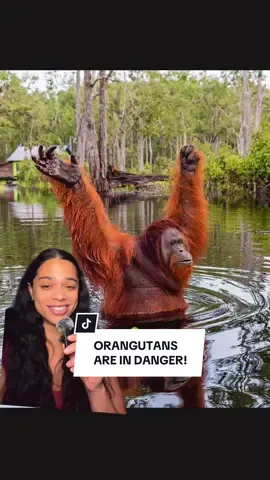 I know it’ll be difficult to abstain from some of these products but you would be helping them and our planet! #AnimalFacts #EduTok #endangeredspecies 