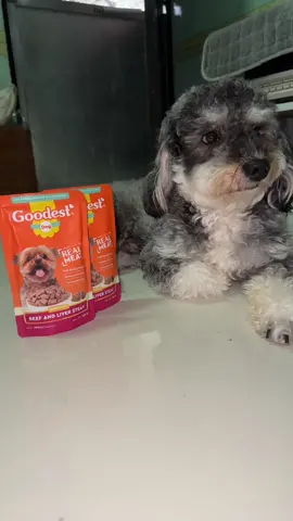The Tastiest Treat your pup will ever enjoy - Goodest Wet Dog Food 🐶#goodest #wetdogfood #bestdogfood #dognutrition #dogmeal #dogsoftiktok #petlove#goodestdogfood #fyp 