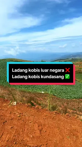 ladang kobis monteki kundasang, boleh terus beli sama pekebun #berkebun #kobis #kebunsayur  #mesilaukundasang #kundasang #fypシ゚viral 
