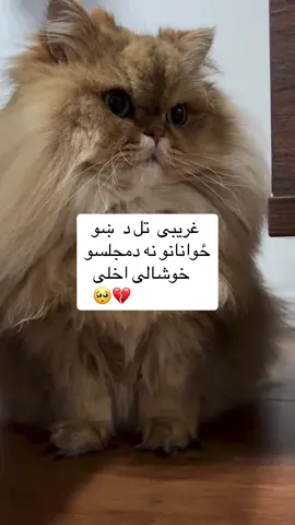 #پشتون_تاجیک_هزاره_ازبک_زنده_باد🇦🇫 #faryuopage 