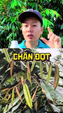 Giải Pháp Chặn Đọt Hiệu Quả. #hungfam #saurieng #chandot #chandotsaurieng #chandot24h 