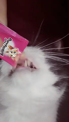 #asmr #mukbang #catfood #wetcatfood #catfoodie #cateatingasmr #catfoodrefill #catfoodtips#Cat #CatEating #HungryCat #CuteCat #PetsOfTikTok #Meow #CatsOfTikTok #CatLife #Fyp #Foryou @actionfrance 