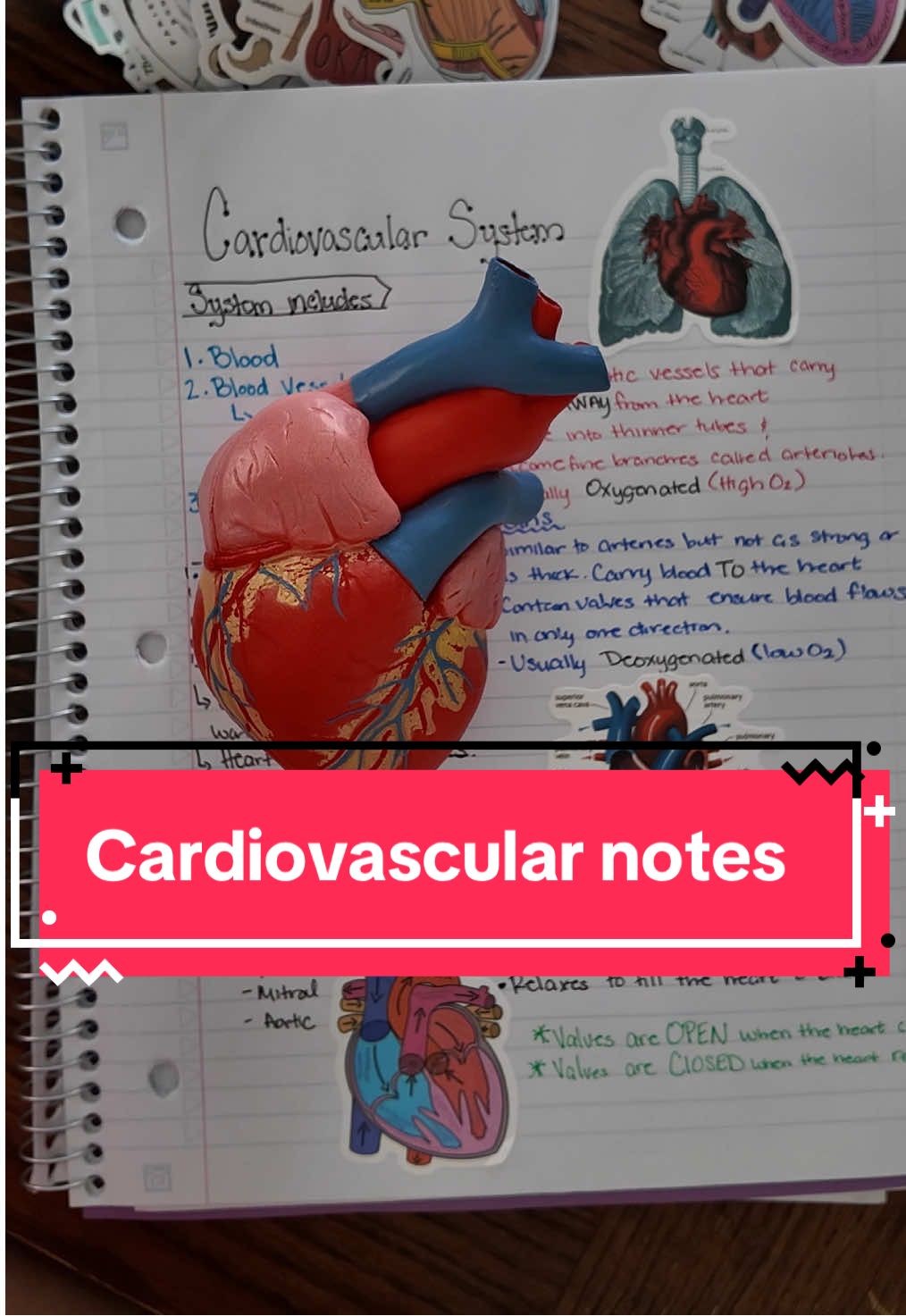 Your notes shouldn’t be boring. Make them colorful, add diagrams and labels or add some stickers. I love my anatomy stickers. They make my notes look beautiful  #anatomy #physiology #beginner #tips #study #StudyTips #Science #premed #nursing #nursingstudent #prenursing #fyp #college #kinesiology #nursingschool #medschool #medicalschool #hacks #pt #howtostudy #studytok #studymethod #studyguide #anatomyclass #anatomylesson #anatomyandphysiology #learnanatomywithme #ilovetolearn #cardiovascular #heart #saludcardiovascular #notes #learn