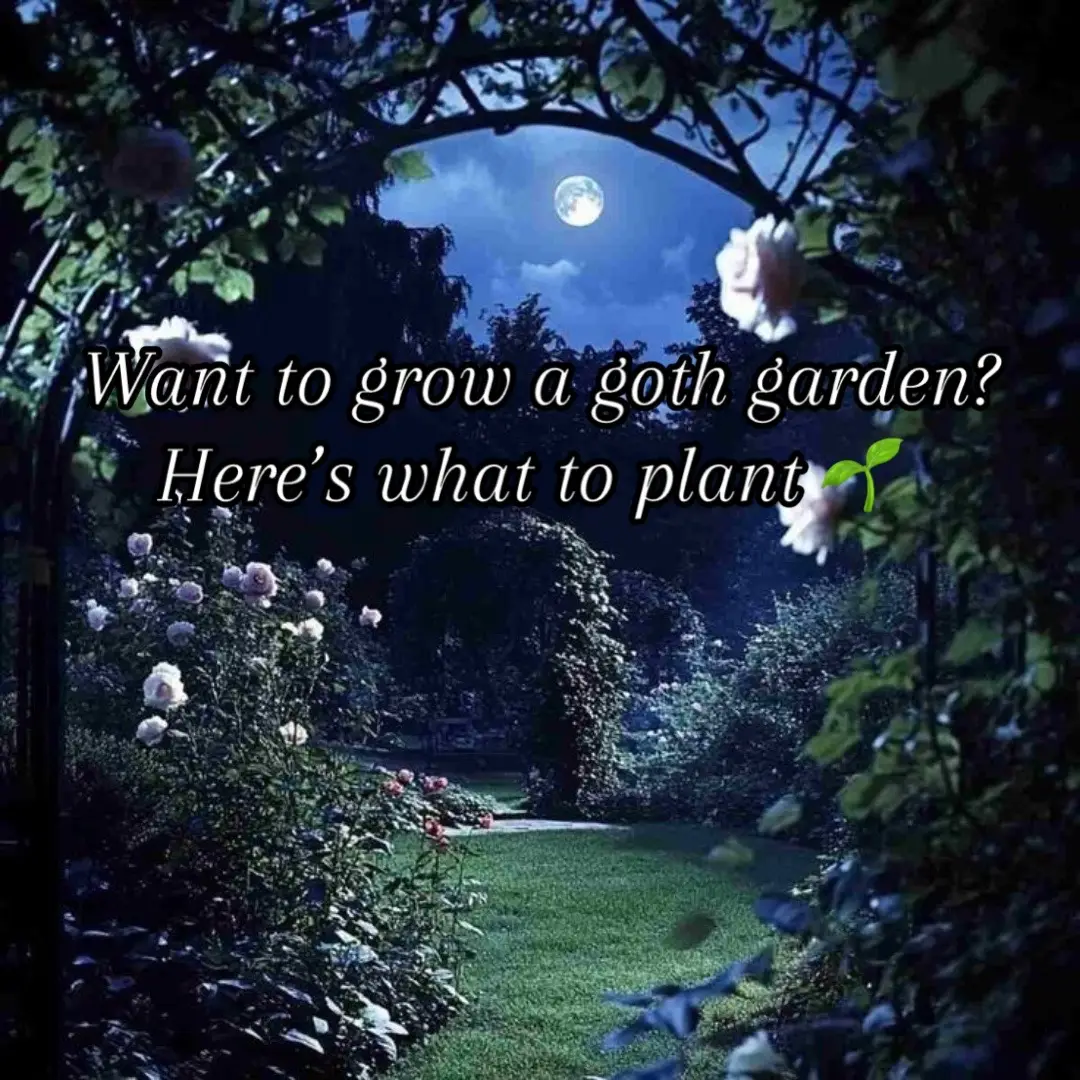 What would you grow in your goth garden? Lots of beautiful and dark options 🖤#darkbotanical #gardening #goth #gothgarden #darkacademia #moody 