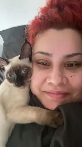 Throw back with my baby Drakeo 🥲 #siamese #onthisday #catsoftiktok #catmom #catlover 