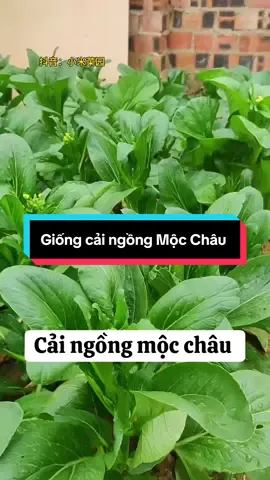 #nongsan  giống cải ngồng Mộc Châu 