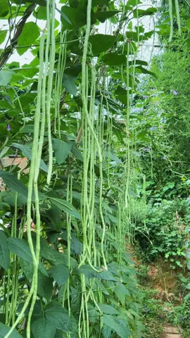 ไม่พลาดความรู้ใชสดใหม่ได้ที่ช่องนี้เท่านั้น #ถั่วฝักยาว