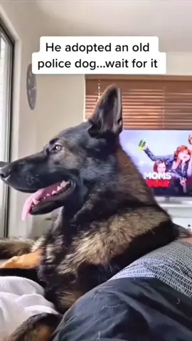 The dog knows what I’m talking about 🐶 #dog #foryou #funnyvideos #dogsoftiktok #funny #fyp 