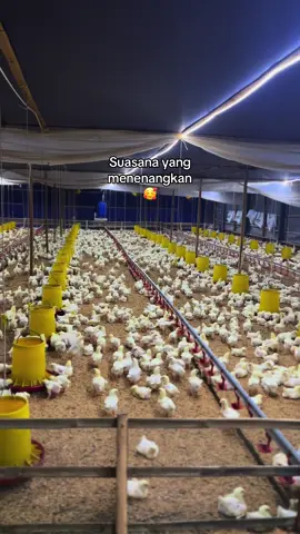 Liat ayam aktiff kek seneng sekali #promoseruweekend #promomakangajian #peternakmudaindonesia🇮🇩🇮🇩🇮🇩 #pocongkandangayam #peternakmudaindonesia🇮🇩🇮🇩🇮🇩sukses #peternakanayambroiler #peternakmuda #perintis #pocongkandangayam #Kandangayam #broilerfarm #Kandangayam #peternakmuda #blowertiup #broilerfarm 