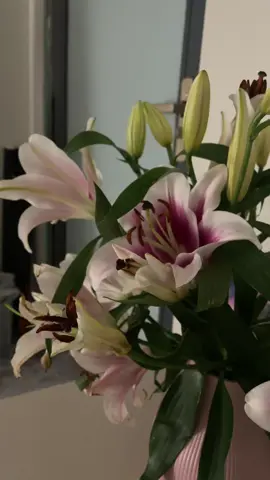 #fyp #explore #flowers #lillies #lilium #lily #foryou 