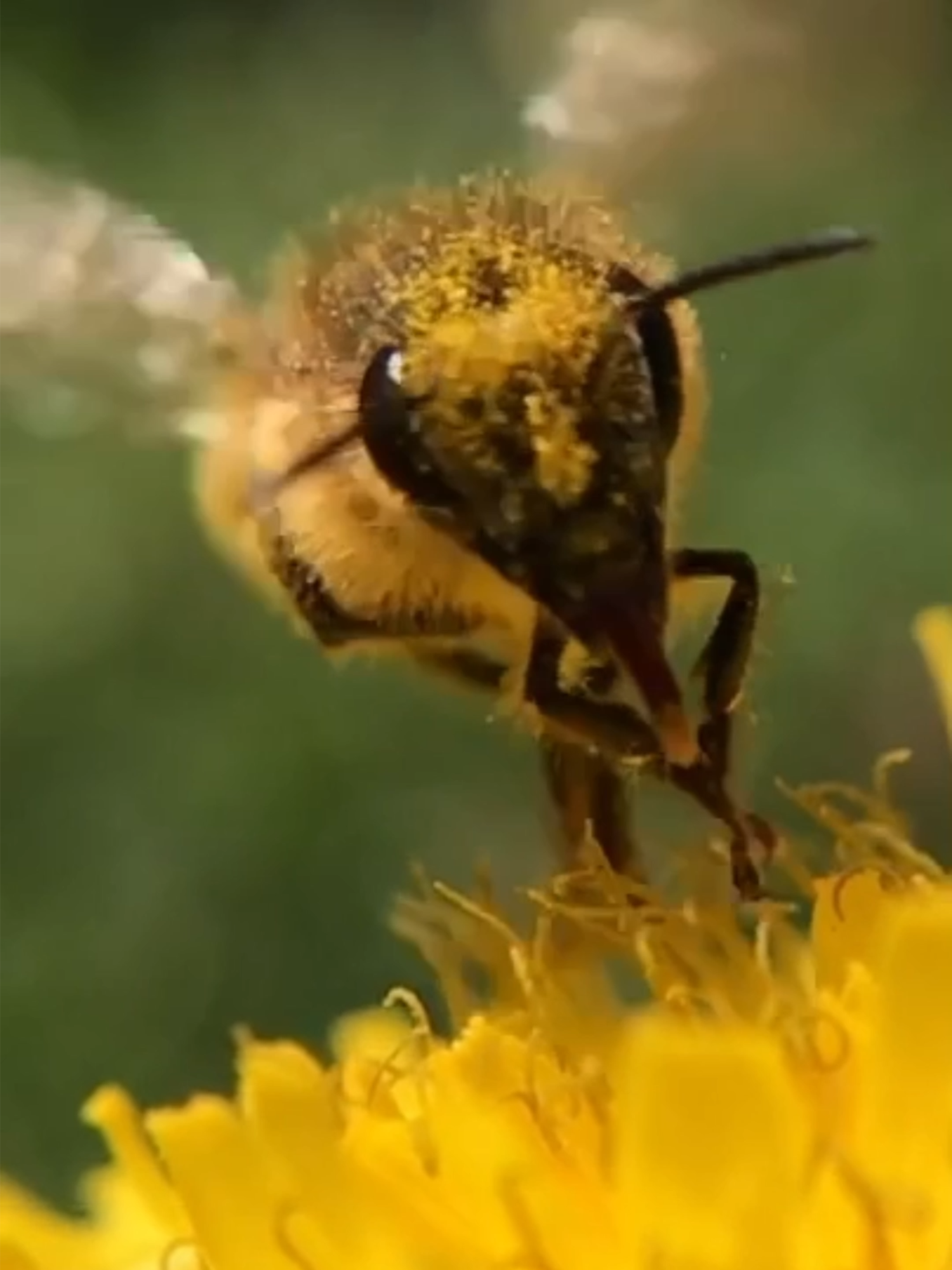 Sound on! 🐝🔈 Did you know that static electricity actually attracts pollen to bees? When a bee flies, the air friction rubs off electrons giving them a positive charge. Flowers are negatively charged, so when in close proximity, static electricity causes the pollen to attract and stick to the bee. Once foraged, the flower’s electrical field temporarily changes – this helps to redirect other bees to forage from different pollen sources. How cool are bees! 😍 #beefact #pollination #pollen #pollinator #honeybee #beefact