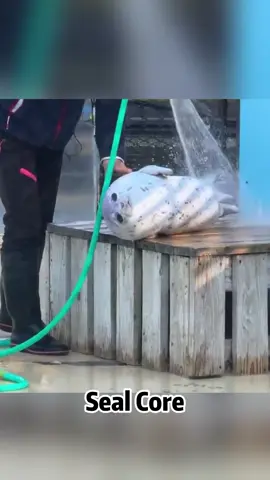 Funny Seals🦭🤣#fyp #foryou #seal #seals #cuteanimal #sea #animal #funny #funnyvideos 