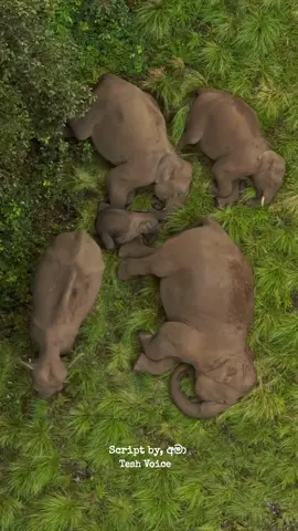 script by @Amali perera ✏️📜 script නම් script බොක්කටම වදින්න...නියමයි අමා akka #elephants #srilankan_tik_tok🇱🇰 #voiceartist #teshvoice #freelancerlife #fypシ #voiceartistsrilanka #srilankaelephants 