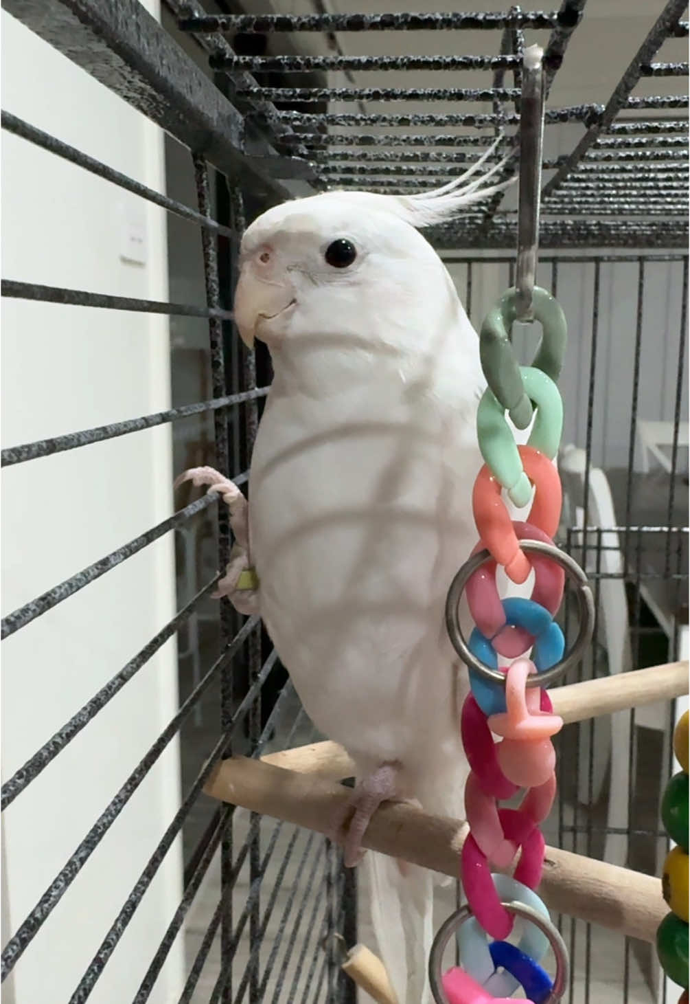 very passionate about pink panther 🎶  #cockatiel #bird #fyp #pets 