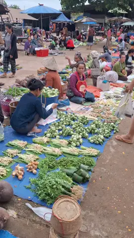 Wild food market in Laos #CountrysideinLaos #ชนบทลาว #ขึ้นฟีดเถอะ 