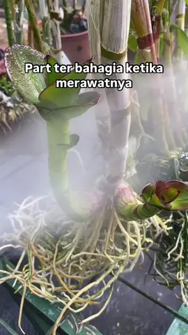 tutorial merawat anggrek  #semuaorang #anggrekindonesia #anggrek #bunga #fyppppppppppppppppppppppp 